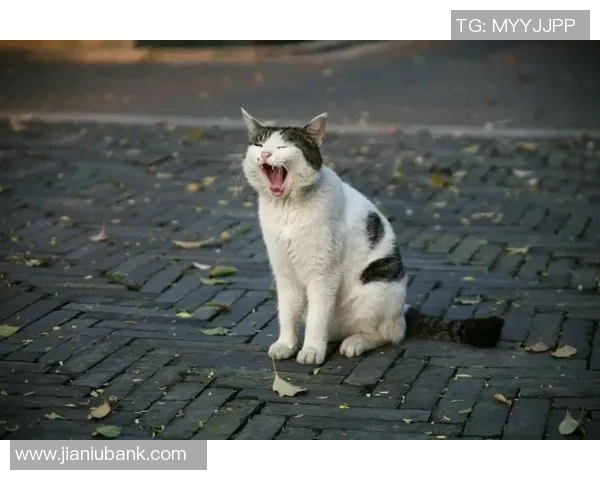 巴西足球猫的传奇旅程与足球文化的深厚联系探讨