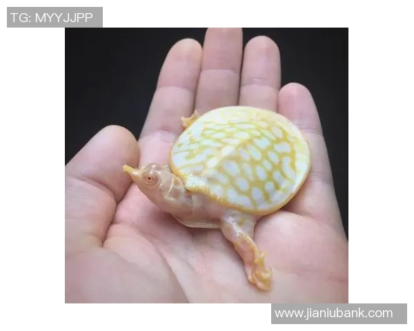 珍珠足球图的魅力与艺术价值探讨及其在现代设计中的应用分析